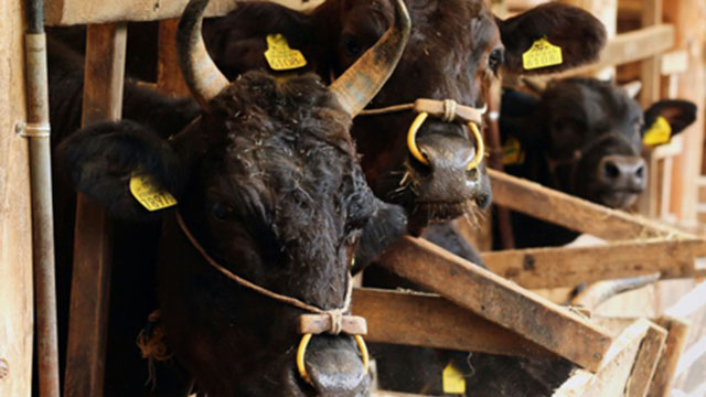 Chuyển giao công nghệ nuôi bò thịt của Sawai Farm (Nhật Bản)