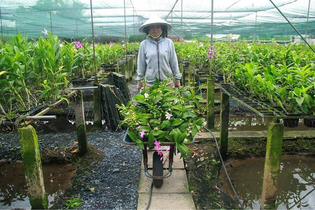 Nhiều vựa lan