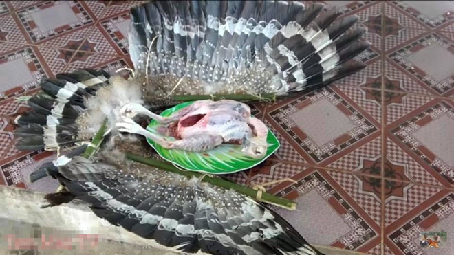 Công an xác minh thông tin anh em Tam Mao giết thịt chim quý để làm video