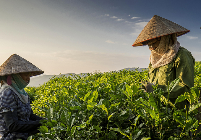 Những điểm đến đẹp ở vùng ‘đệ nhất danh trà’ Thái Nguyên