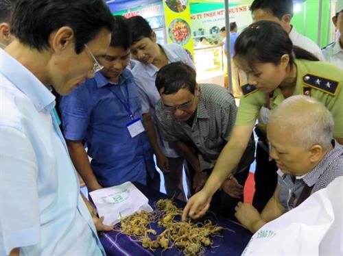 Quảng Nam: Sau 5 năm trồng, 1ha sâm Ngọc Linh thu tới 50 tỷ đồng