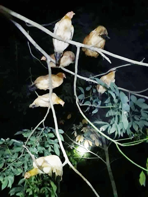 Loài gà có sở thích lạ ở Quảng Trị: Gà Cùa ngày ăn mối, tối ngủ cây